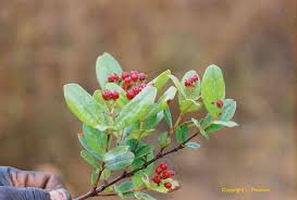 Image result for Aneulophus congoensis