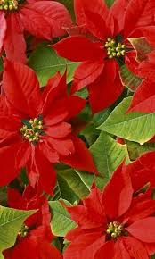Red Poinsettia Beautiful Flowers Christmas Flowers Flower Garden