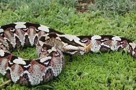 Sareptiles View Topic Rhino Viper Bitis Nasicornis Pictures Reptiles And Amphibians Viper Snake Venom
