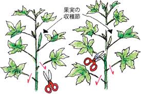 オクラ 家庭菜園のススメ Jaしみず