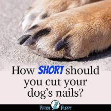 Pin On Dog Care