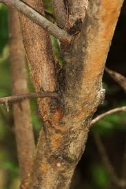 Image result for Vangueria cyanescens