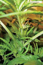 Some climates simply do not offer plants enough time to flower before winter. The Cannabis Ripening Process Steps Stages My Top 12 Natural Bloom Enhancers Ed Rosenthal