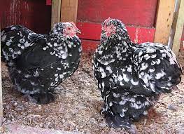 Maybe you would like to learn more about one of these? Mottled Cochins Cochin Chickens Chicken Breeds My Pet Chicken
