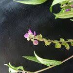 Image result for Polygala persicariifolia