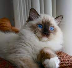 Life with ragdolls does not support nor do i advocate the minks/blue eyed whites/sepia/solid 'ragdolls'. Blue Eyes Beautiful Ragdoll Cat