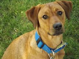 Find out about training, behavior, and care of labmaraner dogs. Rhodesian Labrador Dog Breed Information And Pictures