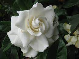 Gardenias Which One To Plant And How To Care For Them Grow Food Slow Food