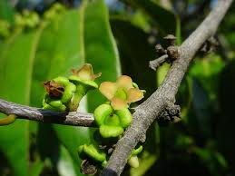 Image result for Diospyros gabunensis