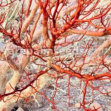 Image result for Triumfetta brachyceras