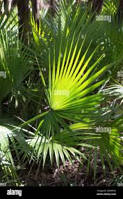 Image result for Acoelorrhaphe