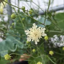 Image result for Scabiosa