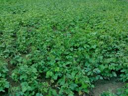 Image result for Vigna radicans
