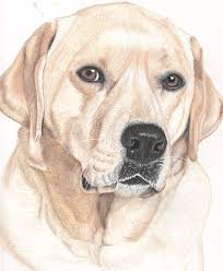 Download line drawing dog stock photos. Yellow Lab Drawing By Rebecca Bellomo