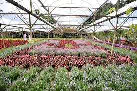 Discover a selection of 48 vacation rentals in genting strawberry leisure farm, genting highlands that are perfect for your trip. Genting Strawberry Leisure Farm Come Enjoy Fresh Strawberries At This Popular Tourist Attraction In Genting Highlands Big Kuala Lumpur