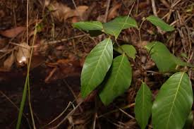 Image result for Bridelia