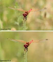 The Ultimate Guide To Macro Photography 137 Best Tips Macro Photography Camera Macro Photography Tips Macro Photography Insects