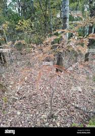 Image result for Brachystegia glaucescens