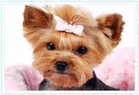 Small Dog Accessories Dog Hair Bows And Barrettes Dog Hair Bows Small Dog Accessories Puppies And Kitties