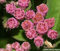 Image result for Pluchea