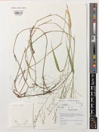 Image result for Panicum trichocladum