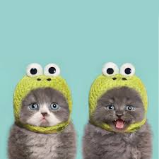 images?q=tbn:ANd9GcRvLeC-ai5Go2Y5tNFIa4c