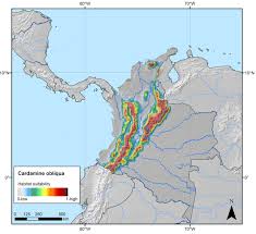 Image result for Cardamine obliqua