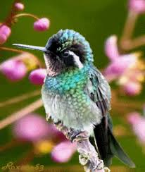 Animated Gif Bird Is The Word Gif Https Encrypted Tbn0 Gstatic Com Images Q Tbn 3aand9gcsvtdgvtdofmcse9ilestvwexvyatmabwmmoa Usqp Cau