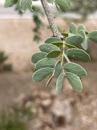 Image result for Acacia mellifera