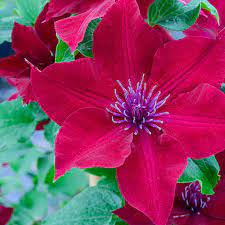 Maybe you would like to learn more about one of these? Nubia Clematis Large Flowered Type Spring Hill Nurseries