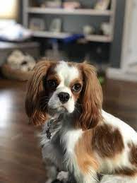 My Riley 2 5 Yrs Old Cavalier King Charles Spaniel King Charles Cavalier Spaniel Puppy Cavalier King Charles King Charles