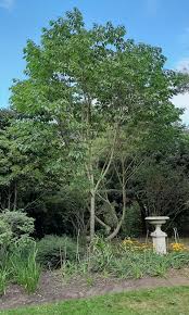 Image result for Broussonetia papyrifera