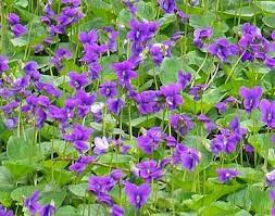 What kind of flowers grow in new jersey? New Jersey State Flower Violet