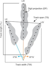 Image result for Tridactyle virginea