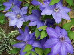 Ramona is a type 3 clematis, which means it blooms best on new wood. Clematis Elsa Spaeth Dormant Bare Root Extremely Hardy Large Flowered Vine Perennial Caribbeangardenseed