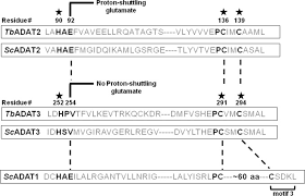 Sg digital, a combination of nyx and sgi, are a trusted partner to the world's most powerful igaming, ilottery and sports betting brands. A Single Zinc Ion Is Sufficient For An Active Trypanosoma Brucei Trna Editing Deaminase Journal Of Biological Chemistry