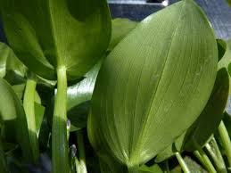 Image result for Heteranthera callifolia