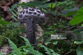 Image result for Strobilomyces strobilaceus