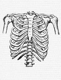 Download in under 30 seconds. Human Rib Cage Frontal Position Vintage Clip Art Illustration Digital Instant Download High Resolution 300 Dpi Commercial Use 0305 Human Rib Cage Clip Art Vintage Human Ribs