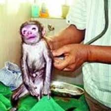 This Abandoned Baby Monkey Is A Part Of The Family