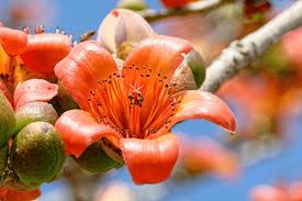 Image result for Bombax