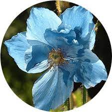 Maybe you would like to learn more about one of these? 41 Types Of Blue Flowers Proflowers Blog