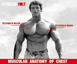 Still, many individuals pay far too little attention to them. 10 Best Chest Exercises For Building Bigger Pecs Fitness Volt