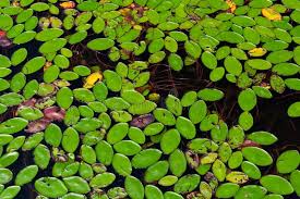 Image result for Brasenia schreberi