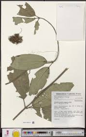 Image result for Antherotoma senegambiensis