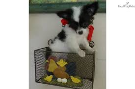 Black And White Long Haired Chihuahua Puppy Black White Long Hair Male Chihuahua Chihuahua Puppies Cute Chihuahua Chihuahua Puppies For Sale