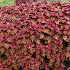 Image result for Coleus goetzenii