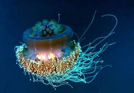 Burning Jelly Cephea Cephea Marsa Alam Egypt Eric Van Andel Ocean Creatures Jellyfish Sea Creatures