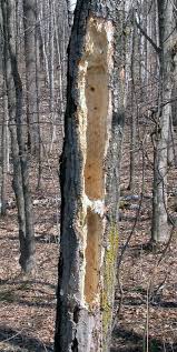 Maybe you would like to learn more about one of these? Roy Lukes Pileated Woodpeckers Door County Pulse