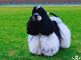 Image result for americký kokršpaněl